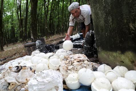 RUBBER PRICES: Spurred by Speculation of Higher Demand, Rubber Closes Stronger